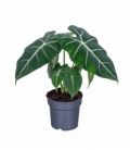 Alocasia