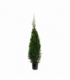 Thuja
