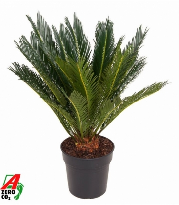 Cycas