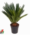 Cycas