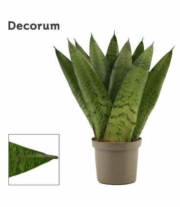 Sansevieria