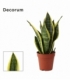 Sansevieria