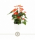 Anthurium