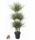 Dracaena
