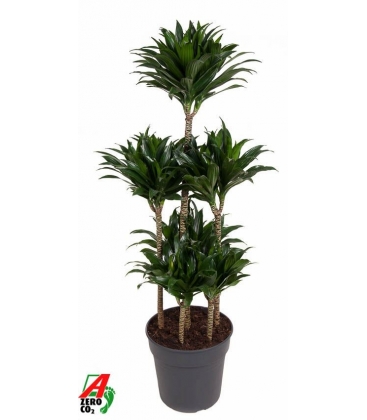 Dracaena