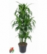 Dracaena