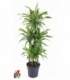 Dracaena