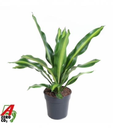 Dracaena