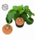Pilea
