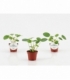 Pilea