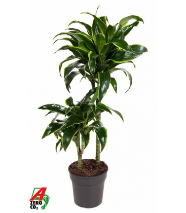 Dracaena