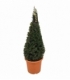 Taxus