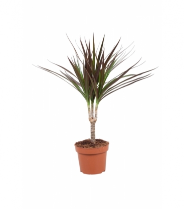 Dracaena