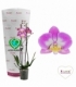 Phalaenopsis