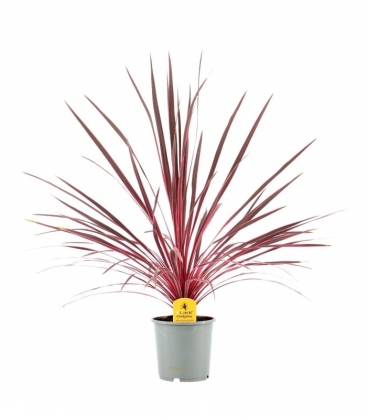 Cordyline