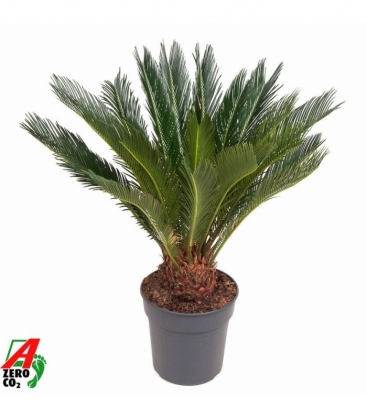 Cycas