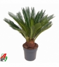 Cycas