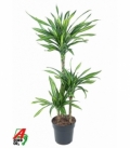 Dracaena