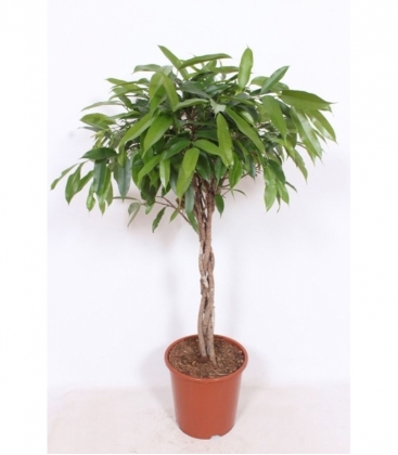 Ficus
