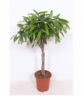 Ficus
