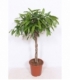 Ficus