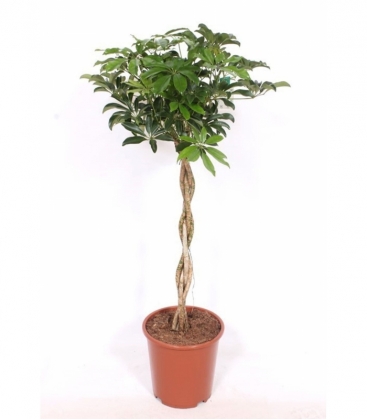 Schefflera