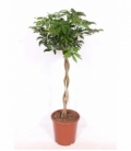 Schefflera