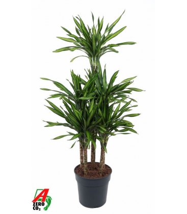 Dracaena