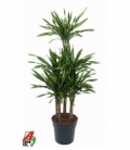 Dracaena