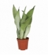 Sansevieria