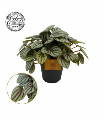 Peperomia