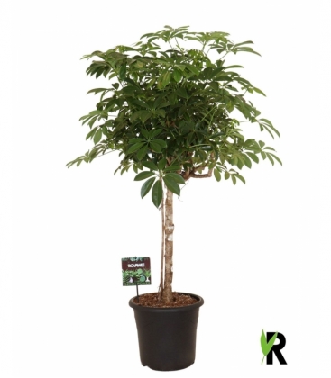 Schefflera