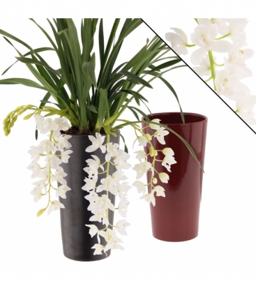 Cymbidium