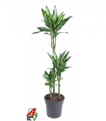 Dracaena