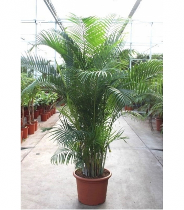 Dypsis