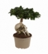 Ficus