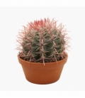 Ferocactus