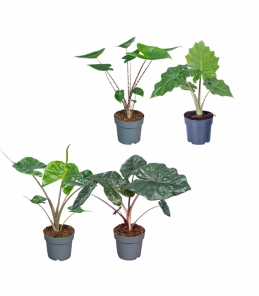 Alocasia