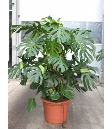 Monstera