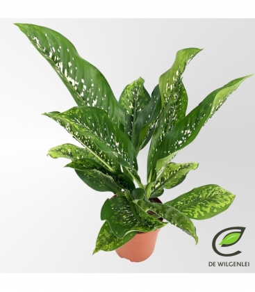 Dieffenbachia