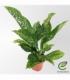 Dieffenbachia