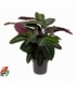 Calathea