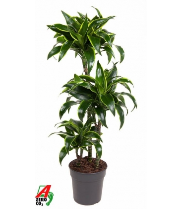 Dracaena