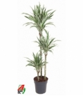 Dracaena