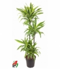 Dracaena