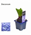 Hyacinthus
