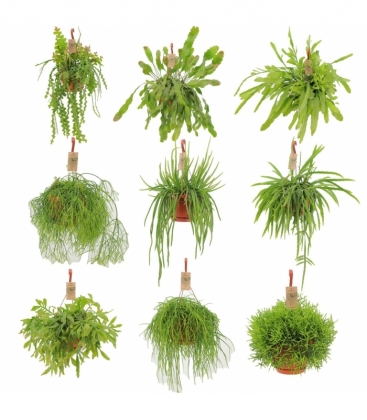Rhipsalis