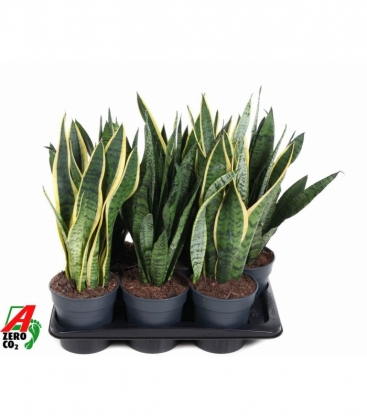 Sansevieria