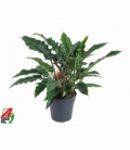 Philodendron