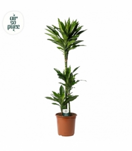 Dracaena